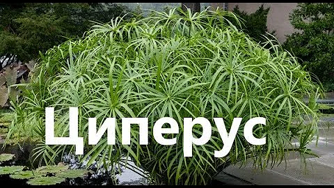 Циперус