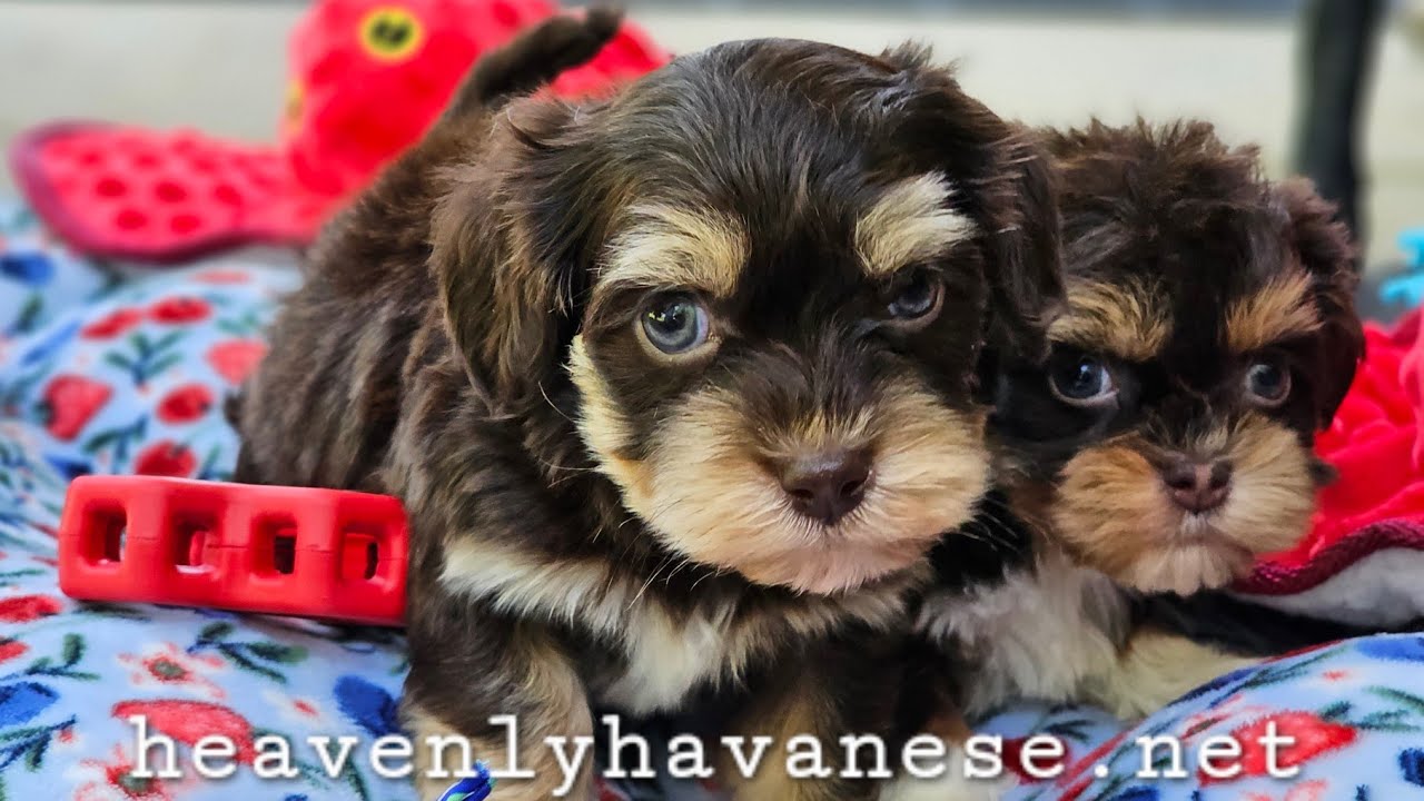 Heavenly Havanese™️ Trix's Puppies Go Outside!