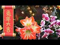 鲜花祝福迎兔年 #新年 #兰花 #amaryllis/23-7/2023-1-20