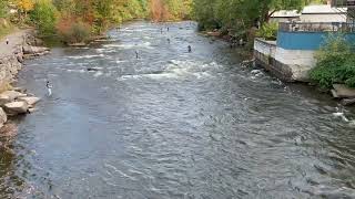 Pulaski NY 11 October 2024 Salmon fishing Bridge in Town