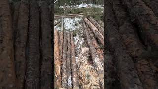 #logging #quebec #forestry #wood #forestmachine #forestrymachinery #foresterie🌲 #tigercat #logmax