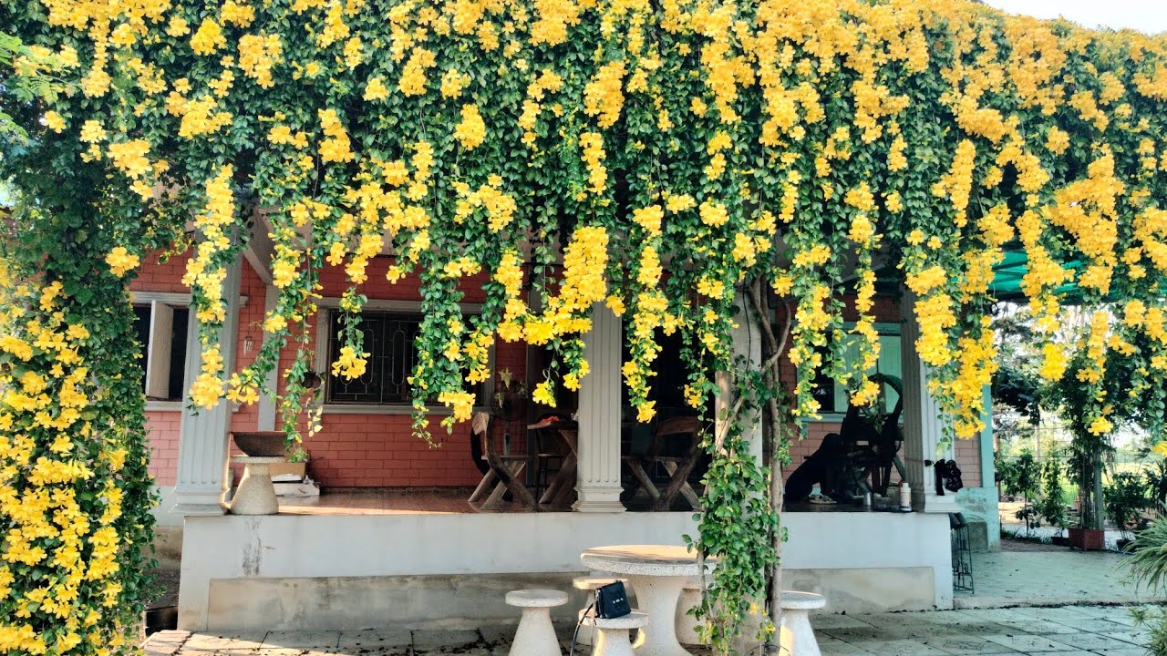 ต้นเหลืองชัชวาลย์ ปลูกมานาน 6 ปี ต้นใหญ่แค่ไหน กำลังบานสดใส#ดอกไม้สีเหลือง#ความ