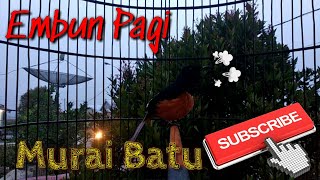 Download Lagu Murai Batu di embunkan suara menjadi lantang power full... MP3