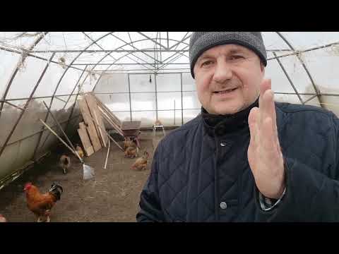 Видео: Та цардуулыг бетоноор засаж чадах уу?