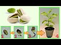 Pistacchio - fai nascere una piantina a costo zero