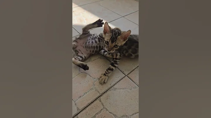 Watch the video about #bengalbrown #pets #trending #viral #short #cat #kitten #bengal #bengalcat #cutecat #funnycat