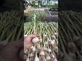 That S A Lot Of Garlic That S A Lot Of Garlic