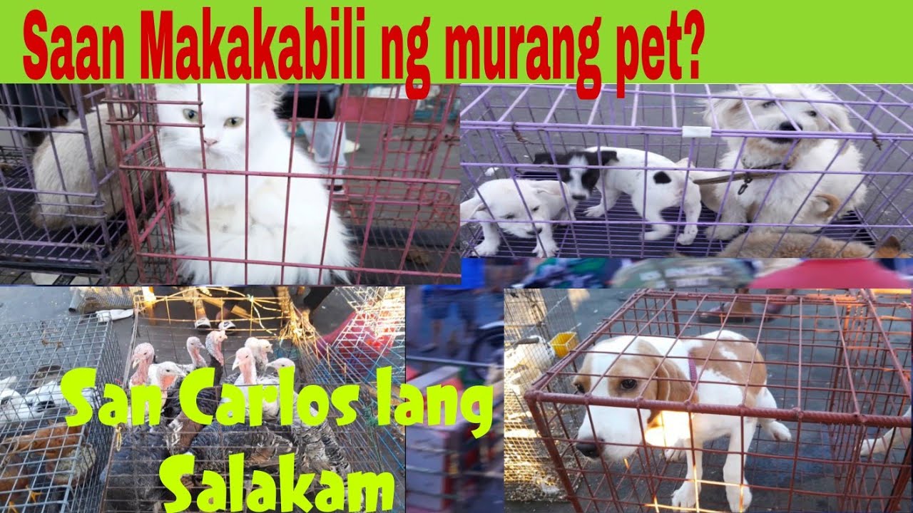 Update Presyo ng Alagain hayop sa San Carlos City Livestock Market #livestockmarket #marketday