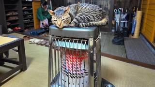 Hét Kattenparadijs van Japan! 🐱♨️ Slapen met 9 gatti in een traditionele Ryokan | Kusatsu Onsen