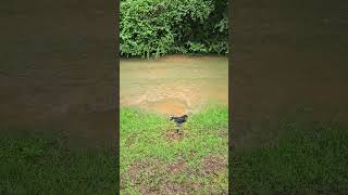 Floodwater Floodwater