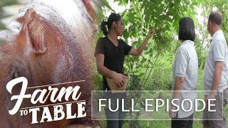 Revisiting The Tingtano Integrated Farm  Farm To Table  Episode stream Together