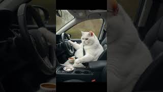 Kral Kahve Içerse Şfet Şfet I