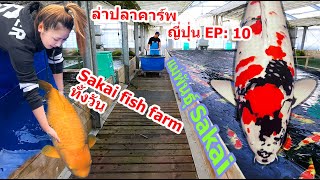 ปลาคาร์พเกิดปีนี้ Tosai ดูปลาใหญ่ แม่ปลา เดินเล่นหลังฟาร์ม Sakai Fish Farm ล่าปลาคาร์พญี่ปุ่น EP:10