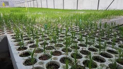 Scots Pine (Pinus sylvestris) seedlings growing mid-April at Tree Time Greenhouses