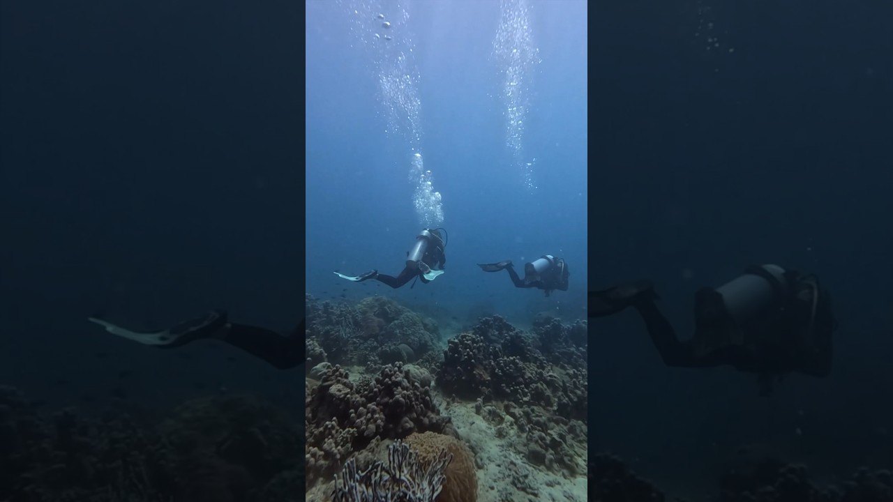 Exploring the coral reef of Madagascar -  