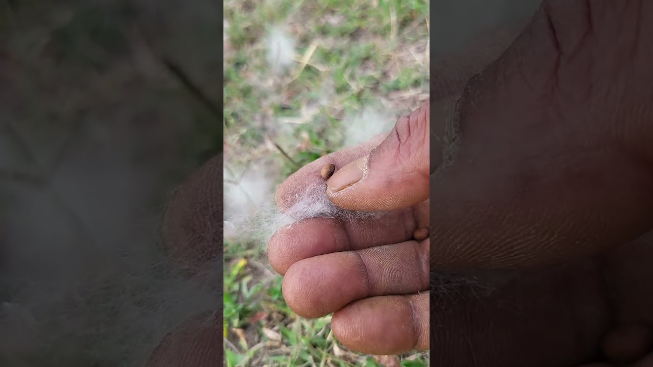 सेमर,सेमल,शालमली के बीज धातु रोग नाशक है