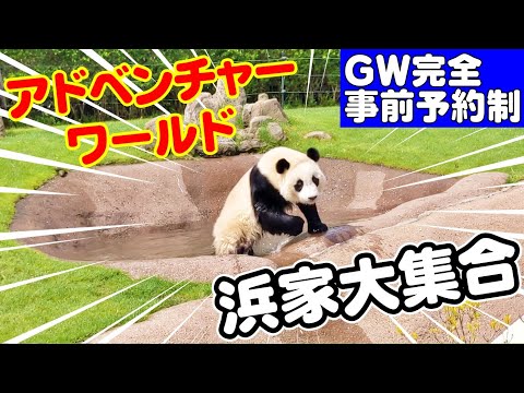 【ＧＷアドベンチャーワールド🐼パンダ】和歌山が人気の理由はコレ！パンダの楽園大公開🤣✌️