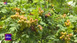 Višegrad Oskoruša, Ukusno Voće I Lijek Bn Tv 2021 Hd