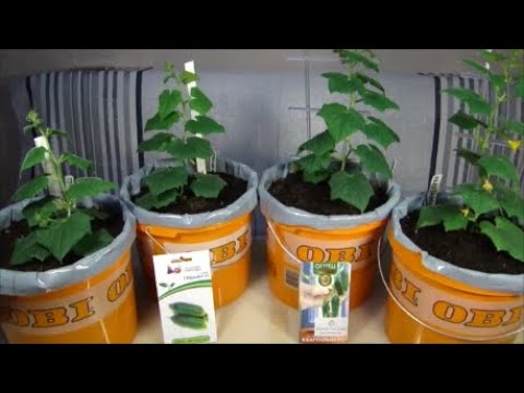 Комнатные огурцы в декабре. - YouTube