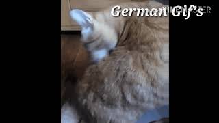 Katze putzt sich Gif | Selbstgemachter Gif| German Gif's