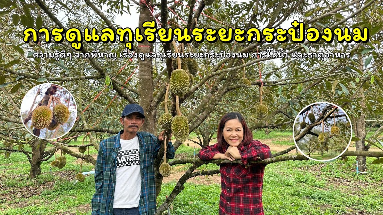 ทุเรียนระยะกระป๋องนม สวนพี่หาญ จันทบุรี [EP.10]