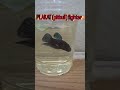 bettas Fighter bettas de peleas #bettafish #bettabreeding #pecesbetta #pecesexoticos #acuarofilia