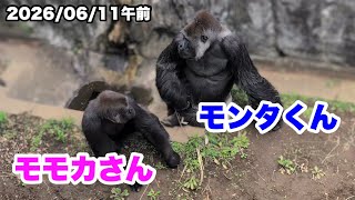 モンタくんとモモカさんの同居【一般公開16日目】（Monta and Momoka living together）2026.06.11(1)