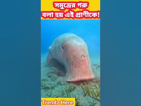 ডুগংকে সমুদ্রের গাভী বলা হয় কেন দেখুন||See why dugongs are called sea