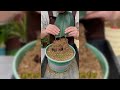 You Don't Need To Buy Soil For Planting Flowers And Vegetables #gardening