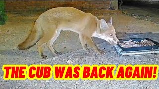 THIS LITTLE LOVE CAME BACK OVERNIGHT 🦊❤️ #fox #wildlife #cute #fyp #viralvideo #hedgehog