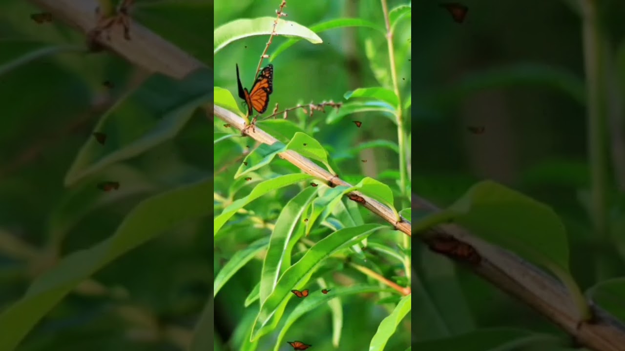 Relax with the Mesmerizing Flight of Butterflies | Nature Video |