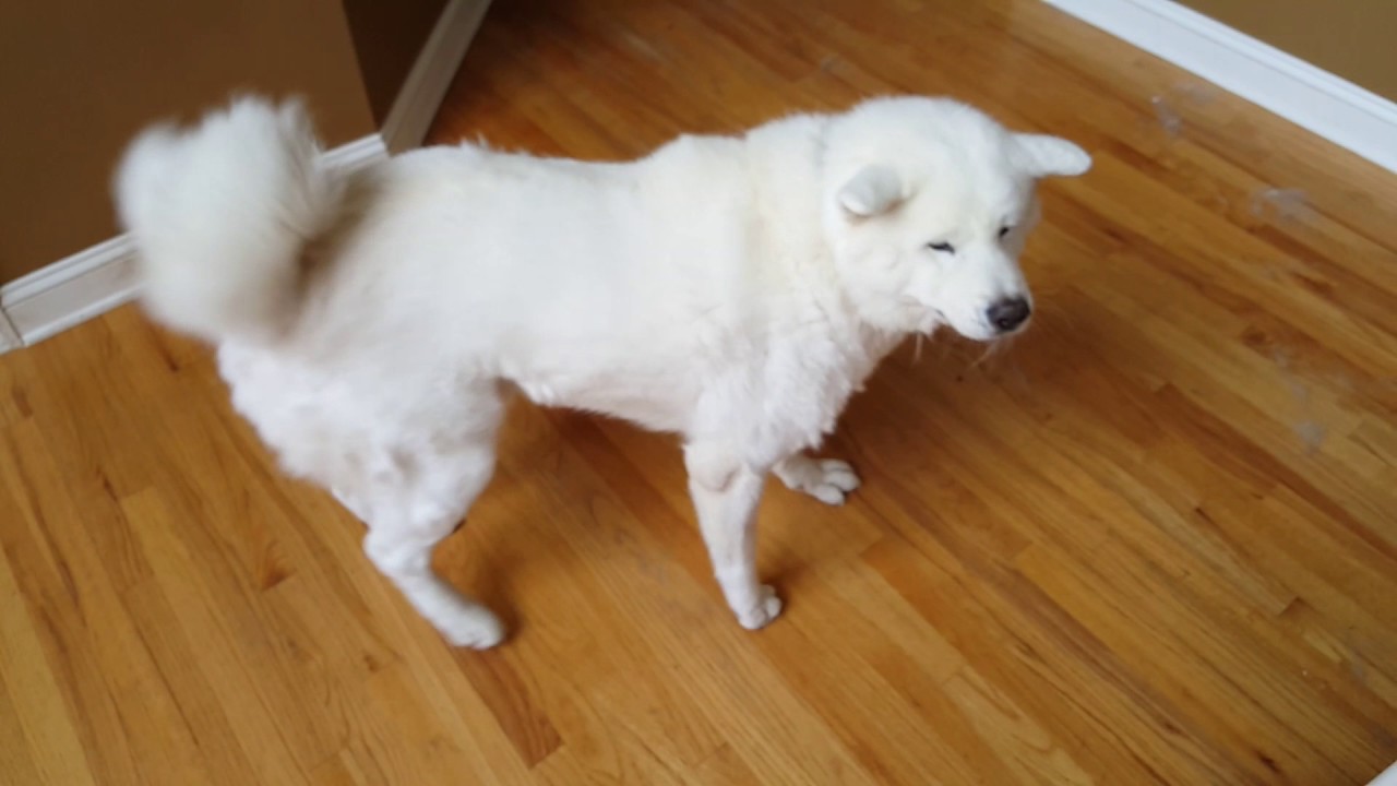 Kumo and Tais morning ritual - This is basically how I greeted every morning now that the dogs are allowed to sleep on the stairs and landing if they choose to. The demands only cease when an