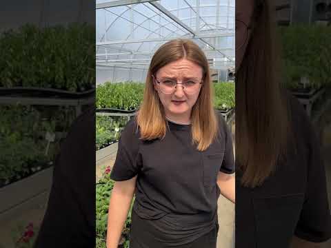 Сорта: 18 дней, Краса Алтая, Гонконг #семенаалтая #дача #огород