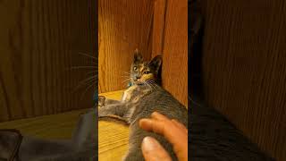 I Love Lamp Staticstrykes Antics