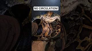 POWERFUL SQUEEZE FROM A BIG PYTHON! #python #snake #wildlife #florida #nature