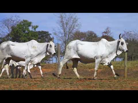 LOTE 08 HARM 1877 HARM 2441
