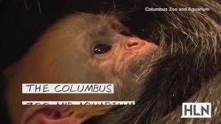 Adorable baby monkeys play at the zoo