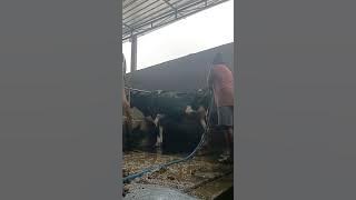 Sapi Perah Menyehatkan umat
