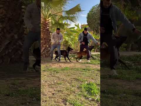 ايه التهريج الي بيحصل دا مالينوا كلاب مسابقات كوميديا مالي خلق احط هاشتاقات عربي مهرجان