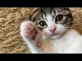 【子猫】可愛すぎ！これじゃ、仕事になりません！【スコティッシュフォールド】