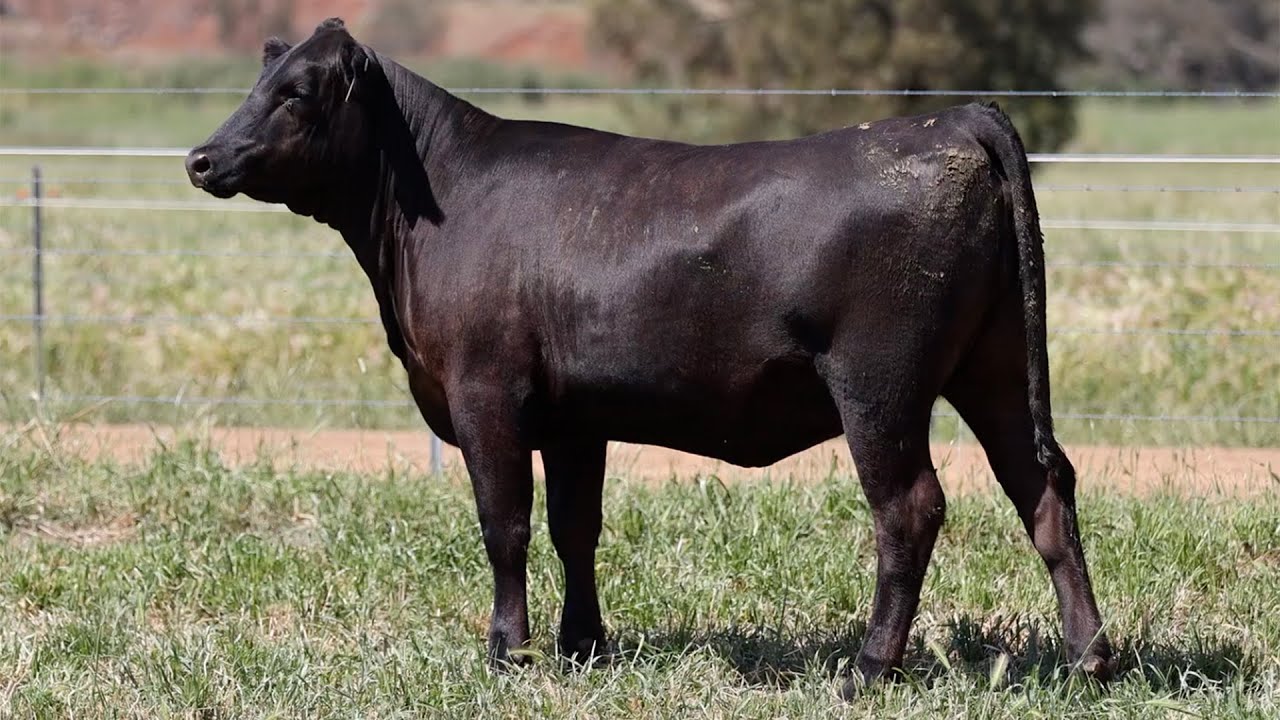 Lot 98 NZC22T419 KO Angus Heart of the Herd Female Sale 2023 - YouTube