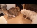 猫が甘えてこないと終われない生配信