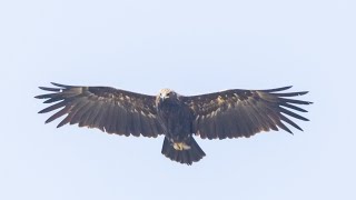 Adult Greater-Spotted Eagle (Clanga clanga) just soaring - Part 2