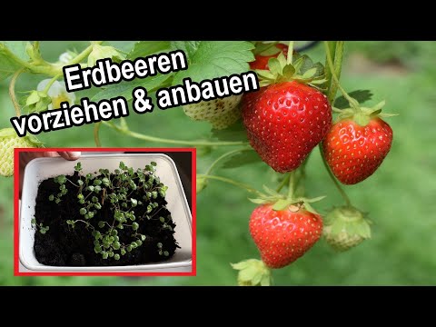 Video: Erdbeeren aus Samen. Nuancen beim Wachsen