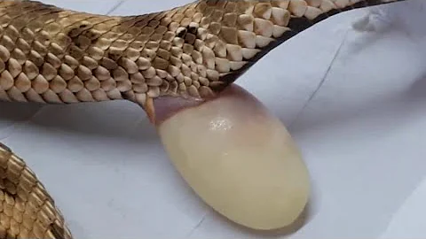 ¿Qué aspecto tienen los huevos de serpiente?