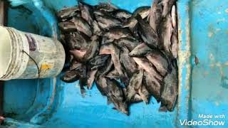 Sasthana kodi (Mangrove red snapper) fish farming.