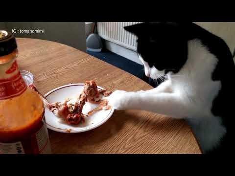 games people play Naughty Cat Can’t Resist Stealing Chicken From Table | 4K