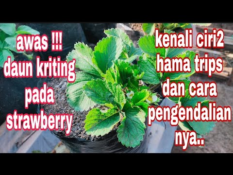 Video: Thrips Pada Strawberi (11 Foto): Bagaimana Menangani Thrips Pada Strawberi Kebun? Tanda Dan Rawatan, Ubat Terbaik. Kaedah Pencegahan