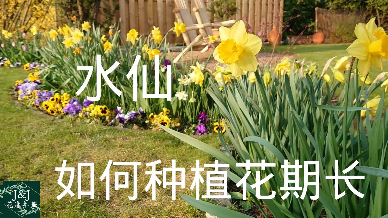 061 J J花漾年華 如何选择及搭配洋水仙才能延长花期 洋水仙的早中晚季品种及种植位置 省心维护洋水仙 年年开花