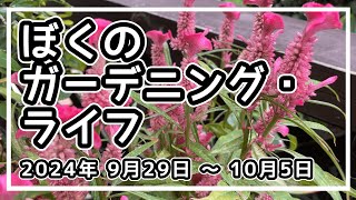 【模様替え・購入・植替え・種発芽・メダカ】【9月29日～10月5日 2024年】ぼくのガーデニング・ライフ